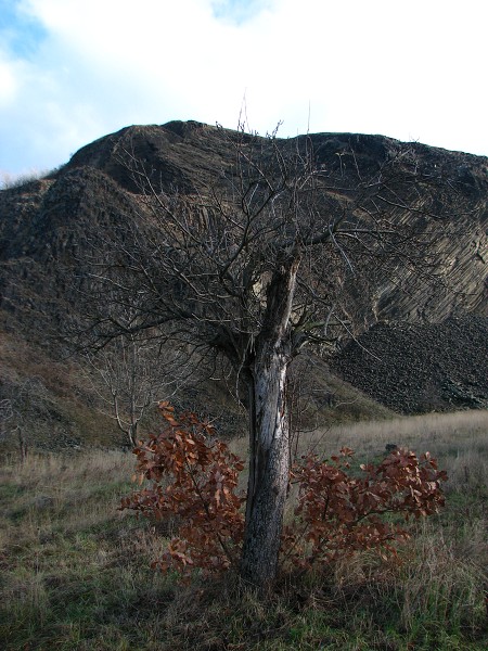 ESK STEDOHO - RADOBL 398 M